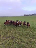 Zwartbles ooien, Dieren en Toebehoren, Schapen, Geiten en Varkens, Vrouwelijk, Schaap