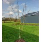 Meerstammige witte himalaya berk, Tuin en Terras, Planten | Bomen, Overige soorten, Ophalen