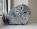 chinchilla jonge bokjes (lees ook de omschrijving), Augustus, Mannelijk, Chinchilla