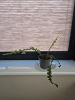 Zaagcactus te koop, Ophalen, Vetplant, Halfschaduw, Minder dan 100 cm