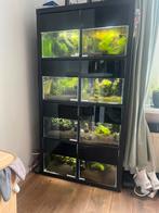 Kallax kast met 8 kallax aqauriums Caridina garnalen set up, Dieren en Toebehoren, Vissen | Aquaria en Toebehoren, Ophalen of Verzenden
