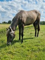Huisje gezocht voor deze lieve dame, Dieren en Toebehoren, Paarden, Merrie, Minder dan 160 cm, 0 tot 2 jaar, Ontwormd