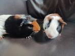 2 cavia's zeug en beer (gecastreerd) gratis, Dieren en Toebehoren, Knaagdieren, Cavia, Januari, Meerdere dieren, Tam