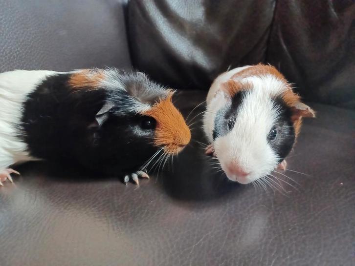 2 cavia's zeug en beer (gecastreerd) gratis, Dieren en Toebehoren, Knaagdieren, Meerdere dieren, Cavia, Januari, Tam