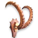 Grote schedel Siberische Steenbok Trofee opgezette, Verzamelen, Dierenverzamelingen, Ophalen of Verzenden, Schedel