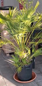Chamerops humelis palm winterhard., Ophalen, Overige soorten, Volle zon