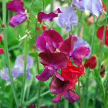 Biologische Zaden Lathyrus Roze Paars Wit beschikbaar voor biedingen