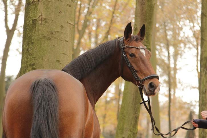 Paard beschikbaar voor de lease, Diensten en Vakmensen, Dieren | Paarden | Verzorging, Oppas en Les, Ruiter of Bijrijder