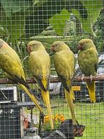 Halsbandparkieten grijsgroen opaline, Dieren en Toebehoren, Vrouwelijk, Parkiet, Geringd