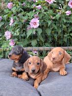 Te koop lieve korthaar dwergteckel puppys, Dieren en Toebehoren, Honden | Teckels en Dashonden, 8 tot 15 weken, Korthaar, Dwerg