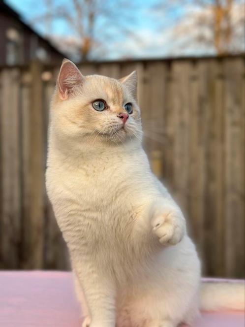 (Te koop/ te dekking) DEKKATER NY1133 stamboom + vol.getest!, Dieren en Toebehoren, Katten en Kittens | Raskatten | Korthaar, Kater