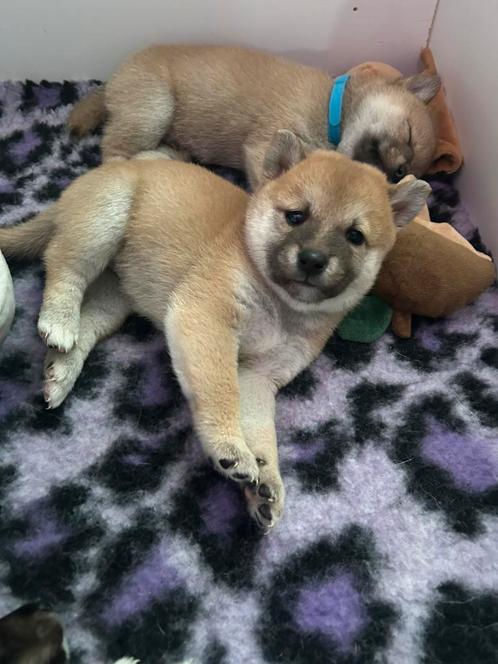 Nog 1 shiba inu pups teefje beschikbaar, Dieren en Toebehoren, Honden | Poolhonden, Keeshonden en Oertypen, Teef, Overige rassen