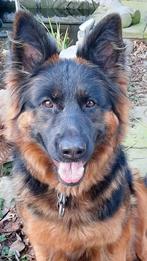 outcross Oudduitse Herder pups beschikbaar, Dieren en Toebehoren, Honden | Herdershonden en Veedrijvers, CDV (hondenziekte), 8 tot 15 weken
