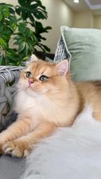 Kater, Dieren en Toebehoren, Kater, Met stamboom