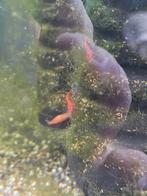 Rode Neocaridina Garnalen, Kreeft, Krab of Garnaal