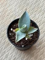Agave Dragionis mini, Tuin en Terras, Planten | Tuinplanten, Ophalen of Verzenden, Bloeit niet, Overige soorten, Volle zon