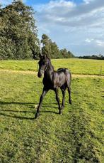 Mooi fries hengsten veulen, Dieren en Toebehoren, Juni, Mannelijk