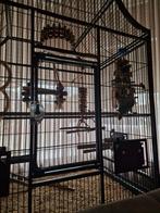 2 Dwergpapegaaien agapornis, Meerdere dieren, Parkiet