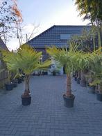 Trachycarpus fortunei winterharde palmboom, Tuin en Terras, Planten | Bomen, Ophalen, Volle zon, Palmboom, 100 tot 250 cm