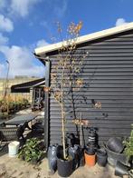 Amberboom - Liquidambar Worplesdon ca. 300 cm, Tuin en Terras, Planten | Bomen, Bloeit niet, Halfschaduw, 250 tot 400 cm, Overige soorten