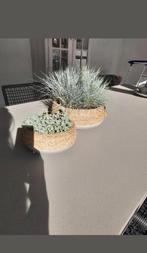 Betonnen plantenschalen met riet gras, Minder dan 30 cm, Balkon, Rond, Ophalen of Verzenden