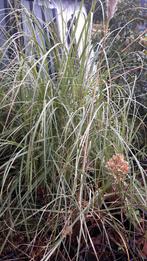 Pampasgras, Ophalen, Overige soorten, Halfschaduw