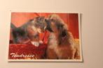 Katten Postkaart - Poes krijgt Zoen van Hond op Hoofd, CZ, Verzamelen, Ansichtkaarten | Dieren, Ongelopen, Verzenden, 1980 tot heden