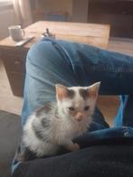Super lieve kitten, Dieren en Toebehoren, Katten en Kittens | Raskatten | Korthaar, Poes, Ontwormd, 0 tot 2 jaar