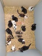 Boerderij kittens, 4 nestjes, Meerdere dieren, Kortharig, 0 tot 2 jaar