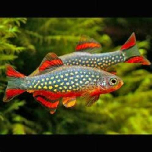 Rasbora galaxy, Dieren en Toebehoren, Vissen | Aquariumvissen, Zoetwatervis, Vis, Schoolvis