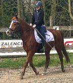 Lieve bomproof ruin, Dieren en Toebehoren, Ruin, Minder dan 160 cm, Recreatiepaard, 11 jaar of ouder