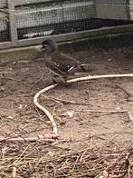 Te koop mandarijn eenden, Dieren en Toebehoren, Pluimvee, Meerdere dieren, Eend