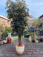 Prachtige boom, zijde op kurk, 2m hoog/80cm breed, Ophalen, Bloeit niet, Volle zon, Overige soorten