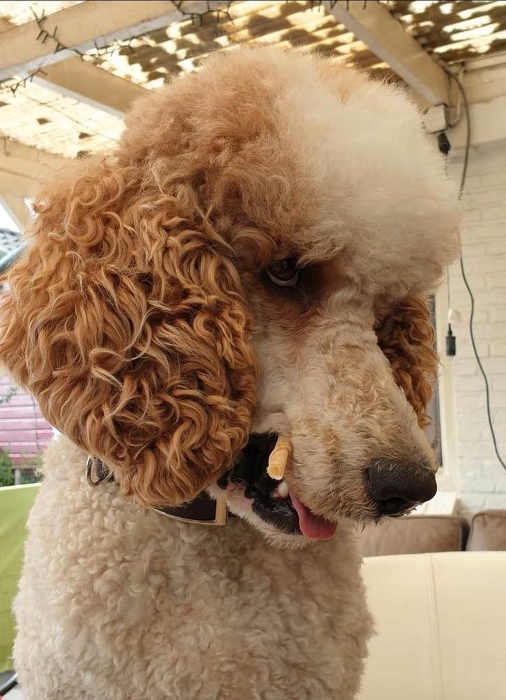 Koningspoedel Standaard poedel Rood-Witte Dekreu!, Dieren en Toebehoren, Honden | Dekreuen, Reu, Particulier, Eén hond, Buitenland