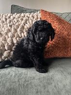 Zwarte poedel pup met fci stamboek, Dieren en Toebehoren, Poedel, Parvo, Reu, 8 tot 15 weken
