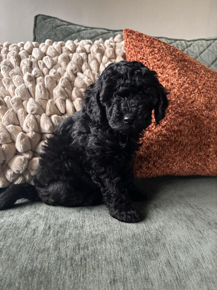 Zwarte poedel pup met fci stamboek, Dieren en Toebehoren, Honden | Chihuahua's en Gezelschapshonden, Reu, Poedel, Fokker | Hobbymatig