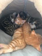 Kittens, Dieren en Toebehoren, Meerdere dieren, Met stamboom, 0 tot 2 jaar