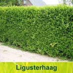 Ligustrum ovalifolium. Liguster haagplanten P9, Ophalen of Verzenden, Liguster, Haag, Minder dan 100 cm