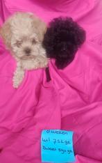 Shih-poo, Dieren en Toebehoren, Honden | Chihuahua's en Gezelschapshonden, Poedel, 8 tot 15 weken, Meerdere, Meerdere dieren