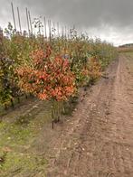 Amelchier struiken. Lei fruit . Liquidambar. Magnolia, Ophalen of Verzenden, Overige soorten, 100 tot 250 cm