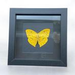 Taxidermie opgezette vlinder Phoebis Rurina in 3D lijst, Ophalen of Verzenden, Nieuw, Insect, Opgezet dier