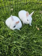 Kleurdwerg hottot konijntjes te koop, Dieren en Toebehoren, Meerdere dieren, Dwerg