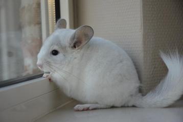 chinchilla vrouwtjes  beschikbaar voor biedingen