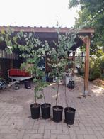 Ruwe berken, Ophalen, Volle zon, Overige soorten