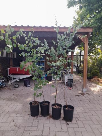 Ruwe berken  beschikbaar voor biedingen