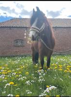 Super leuke tinker merrie te koop!, Dieren en Toebehoren, Pony's, Zadelmak, Merrie, 3 tot 6 jaar, Recreatiepony