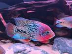 Vieja synspilum/melanura spotted cichliden (jongen), Vis