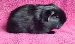 zwart rood cavia zeugje, Dieren en Toebehoren, Knaagdieren, Februari, Vrouwelijk, Cavia