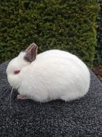 Te koop: kleurdwerg rammetje, Dieren en Toebehoren, Konijnen, Mannelijk, Dwerg, 0 tot 2 jaar