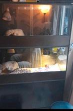 3-Dubbel terrarium kast baardagaam slang reptiel 120x50x190, Dieren en Toebehoren, Ophalen, Zo goed als nieuw